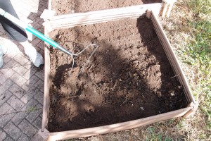 tilling compost in the garden beds